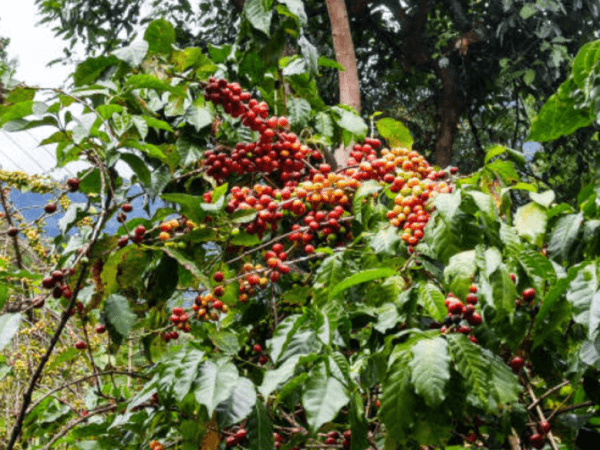 Agro y café, los más abundantes en cuanto a resultados este año | Finanzas | Economía