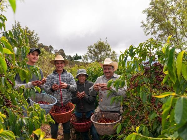 Banco de Bogotá amplía por 10 años su alianza con la Federación Nacional de Cafeteros | Agro | Economía