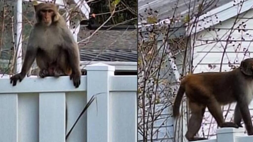 Florida informó la presencia de monos en esta zona y alertó a los residentes