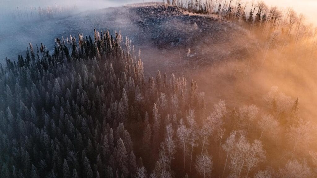 Fuerte conflicto en Quebec por protección del caribú