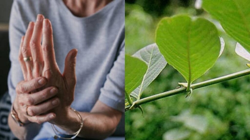 La hierba que es ideal para tratar los dolores de las articulaciones