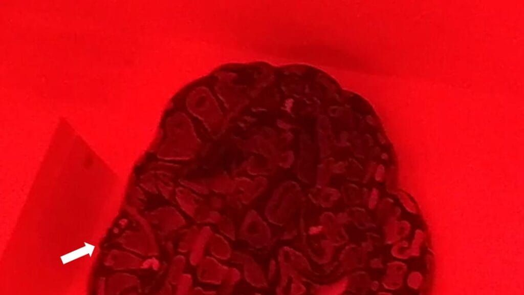 La sorprendente vida social de las pitones