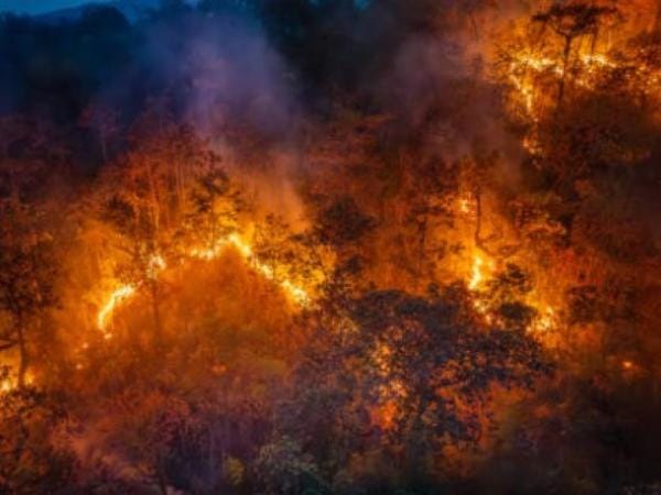 Se presentaron 6.000 incendios forestales que afectaron 216.000 hectáreas en Colombia | Regiones | Economía