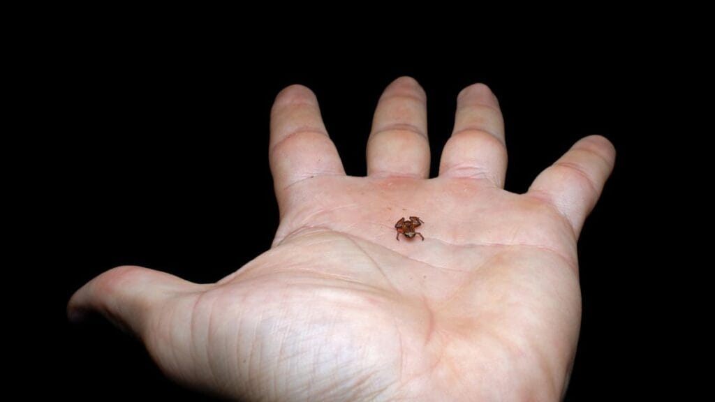 es el segundo vertebrado más pequeño del mundo