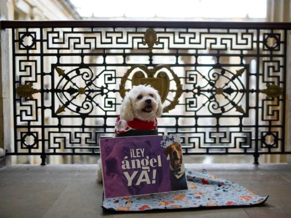 Aprueban en cuarto debate ley Ángel sobre maltrato animal | Gobierno | Economía