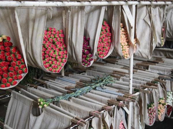 Colombia exportó 65.000 toneladas de flores a Estados Unidos para San Valentín | Agro | Economía