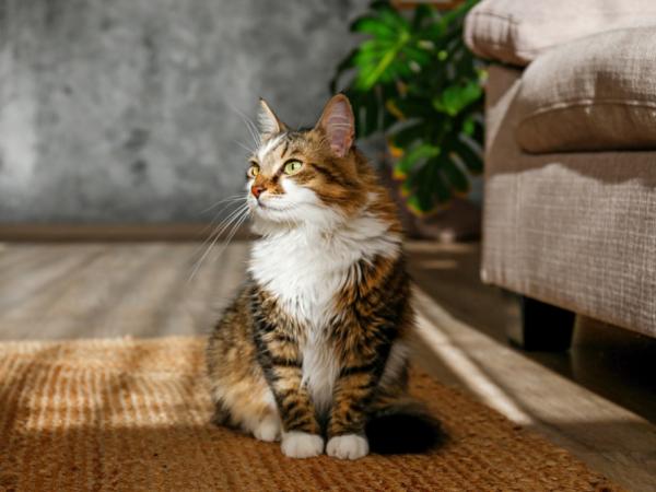 Mascota