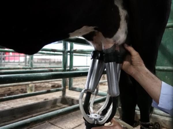 Crecimiento de exportaciones de carne bovina en enero de 2025, el mejor mes | Agro | Economía