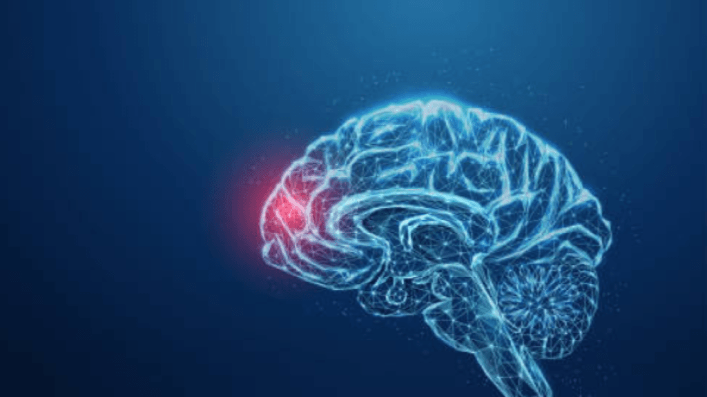 El alimento natural que protege el cerebro y previene enfermedades neurodegenerativas