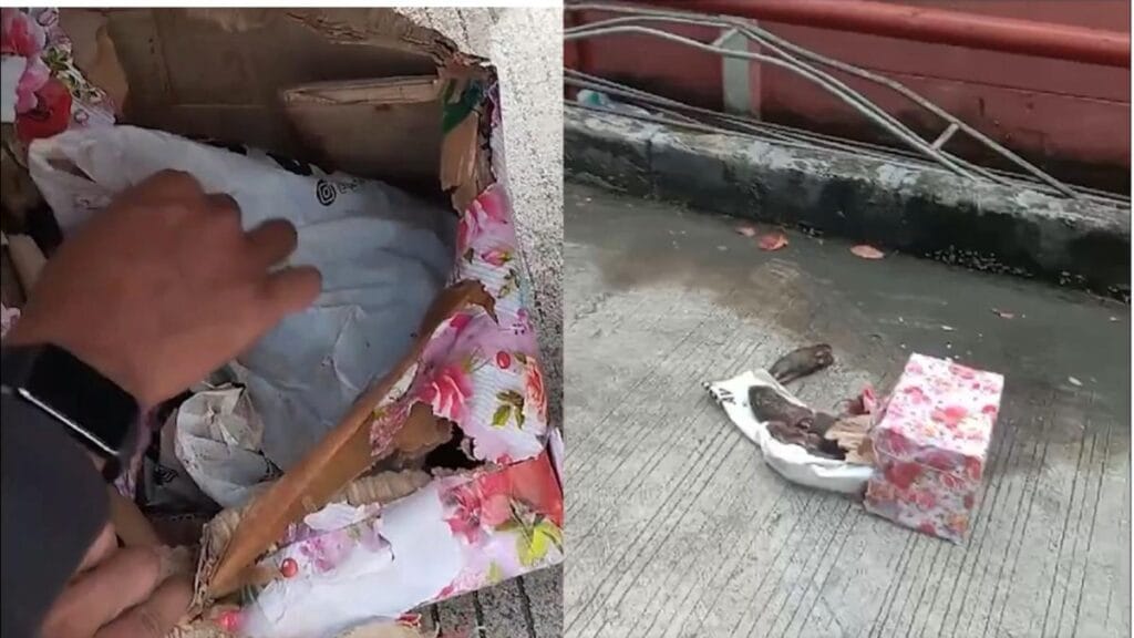 El envío de cabezas de cerdo y ratas a una revista crítica de Indonesia desata inquietud