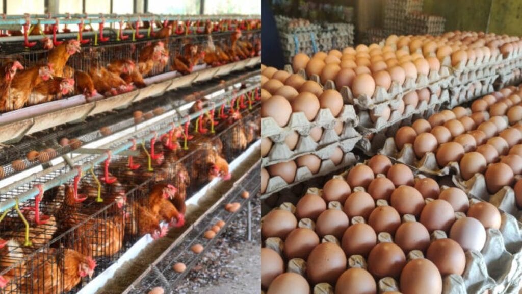 Estados Unidos importa huevos de Corea del Sur y Turquía para reducir precios ante la gripe aviar