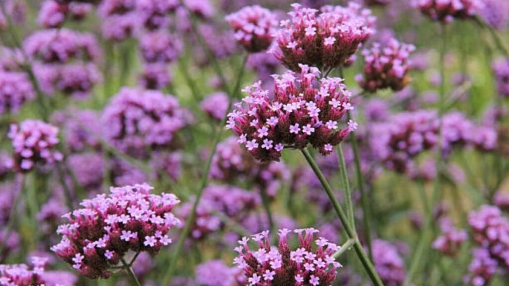 La planta que contiene compuestos que pueden estimular la producción de melatonina