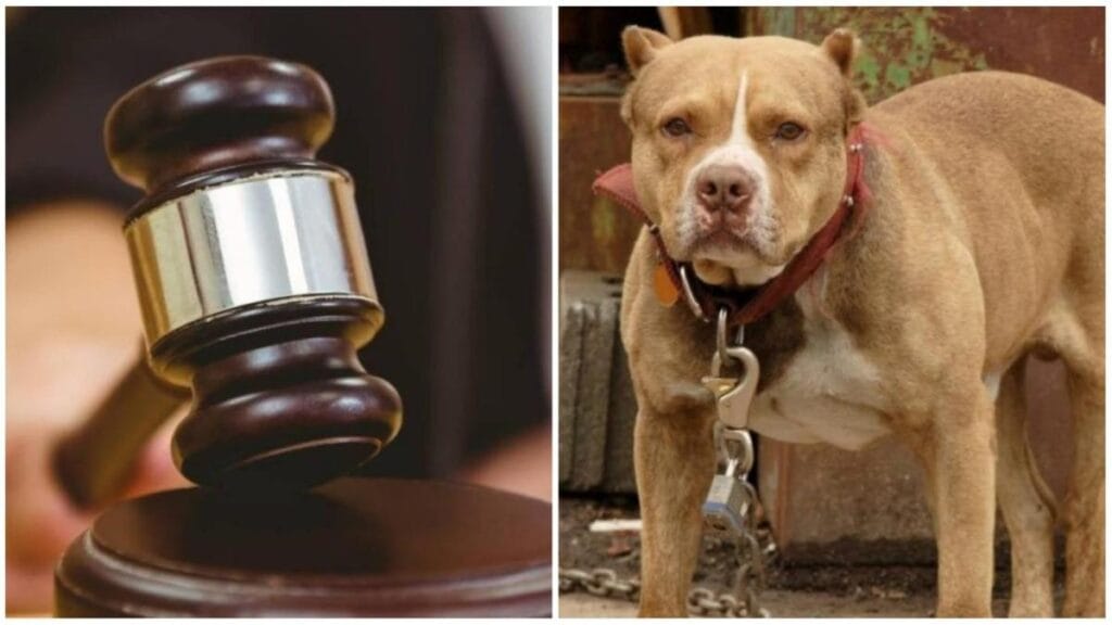 tenía 107 perros en su casa y hacía peleas