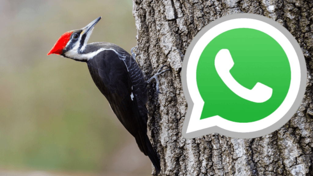 ¿Cómo activar el 'modo pájaro carpintero' en WhatsApp? Guía completa y sencilla