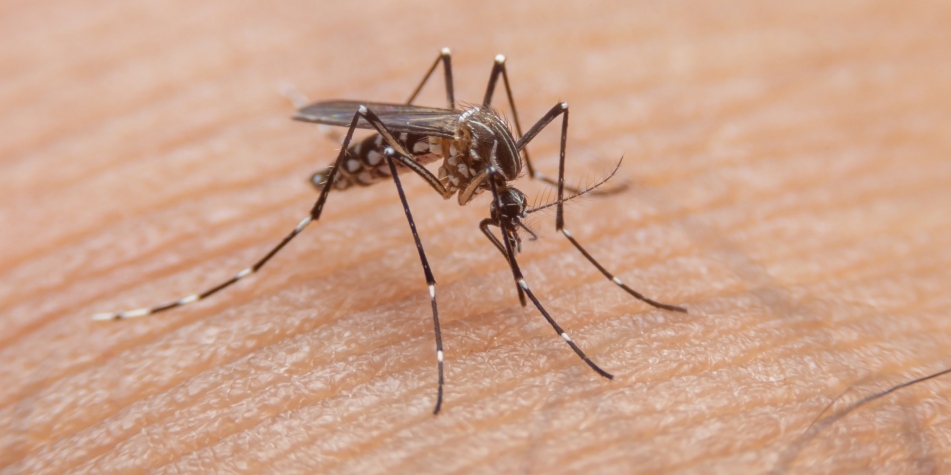 El mosquito que contagia el dengue es el Aedes aegypti.