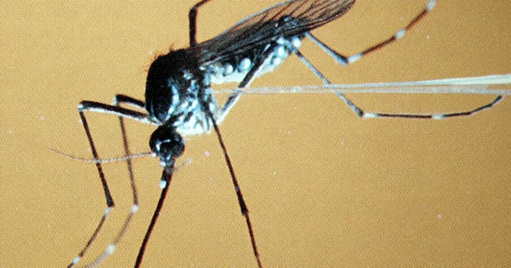 77 casos y 35 muertes