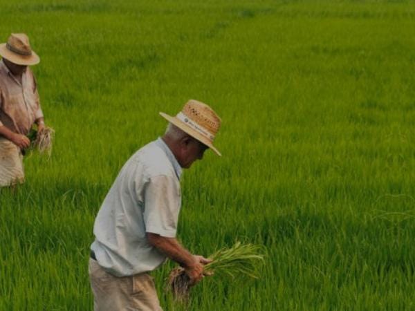 Apoyo económico a los arroceros por $22.000 millones anuncia el Gobierno | Agro | Economía