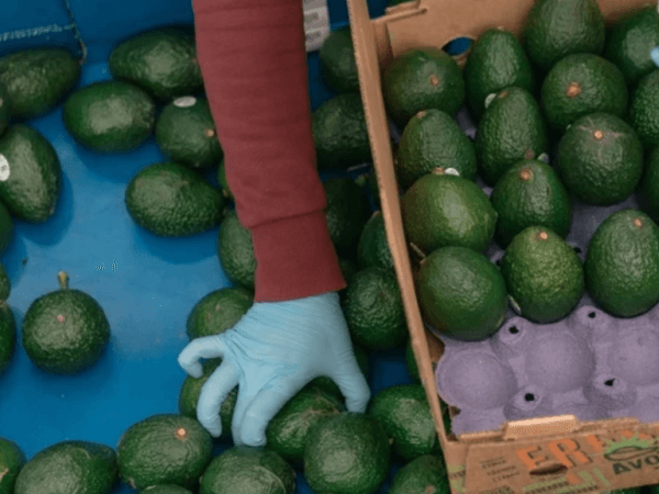 Aranceles de Donald Trump: ¿Golpeán el aguacate pero mejorán el café? | Agro | Economía