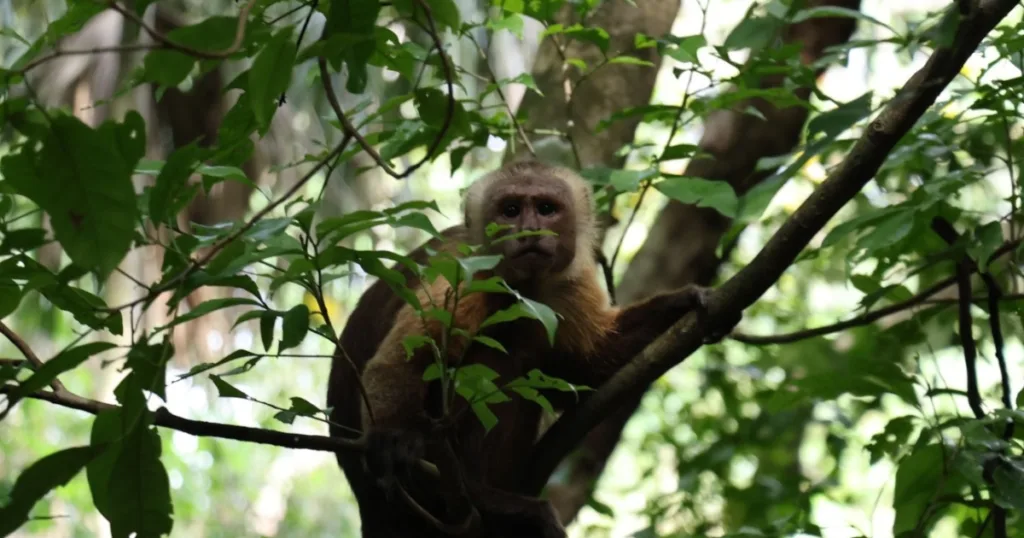 CAR aclara que los monos no transmiten la fiebre amarilla
