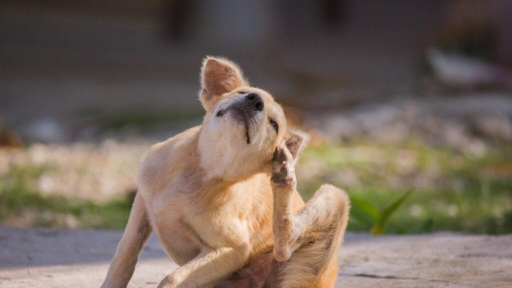 ¿Cómo cuidar a mis mascotas de tener pulgas, según expertos de Harvard?