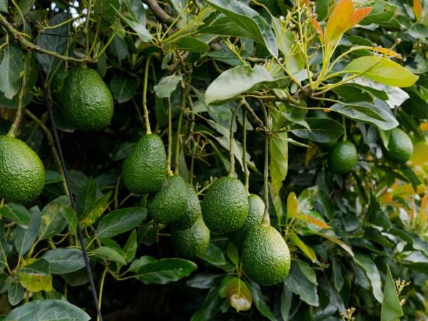 Aguacate hass colombiano