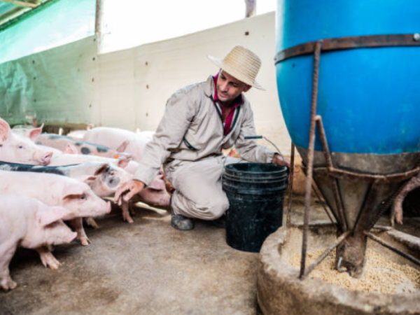 Producción de cerdo en Colombia