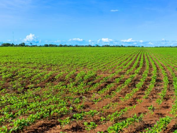Cereales, leguminosas y soya