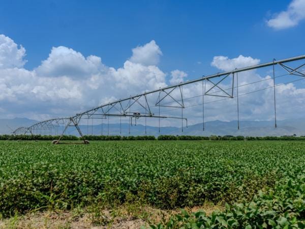 Colombia redujo siembra y producción de cereales y leguminosas en 2024, según Fenalce | Agro | Economía