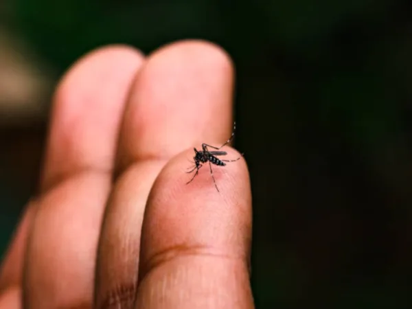 El departamento que ha registrado más casos de fiebre amarilla en Colombia | Regiones | Economía