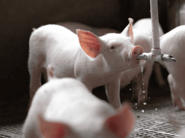 Producción y consumo de carne de cerdo en Colombia crecen por encima del promedio mundial | Agro | Economía