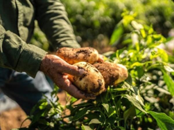 Upra lanza plan para ordenamiento productivo de la papa en Colombia al 2040 | Agro | Economía
