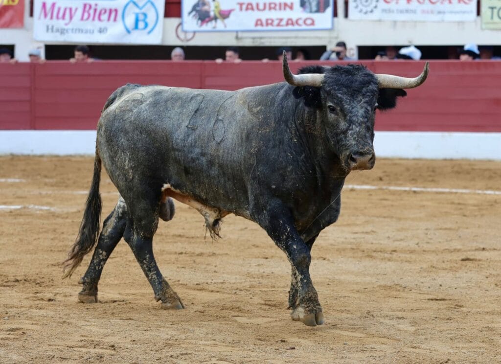 Uno de los toros de Saltillo lidiados en la primera corrida de Vic-Fezensac.