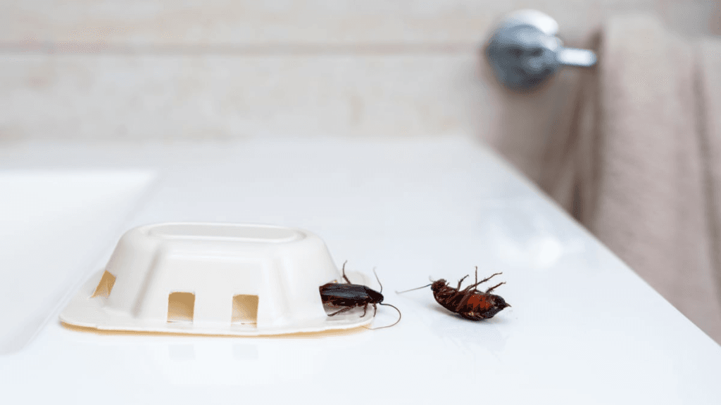 Estas son las trampas para cucarachas más eficaces y mejor valoradas en Amazon.