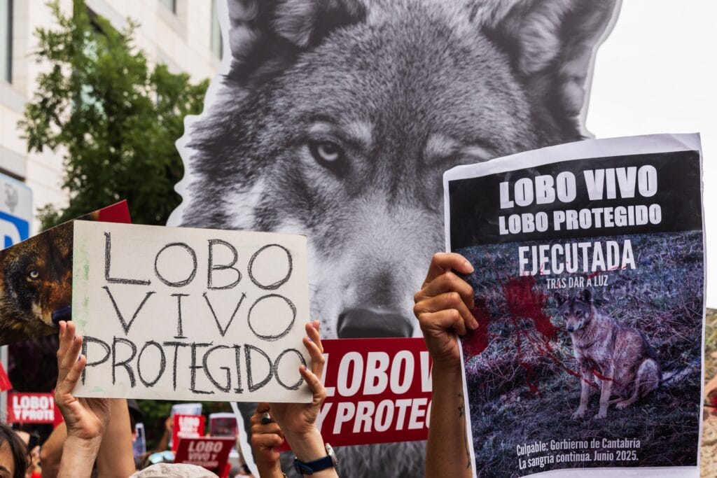 El nuevo censo del lobo detecta 333 manadas en España, un aumento de 36 que no garantiza su futuro