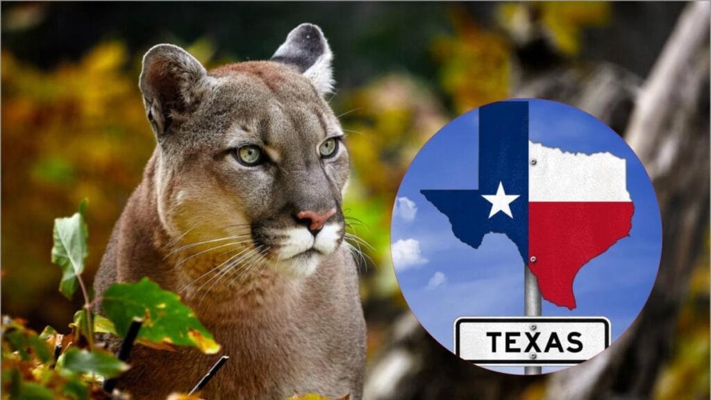 estos son los animales más extraños que viven en Texas