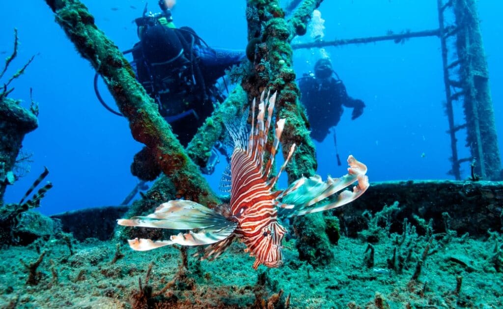 Dos submarinistas contemplan un pez león en el mar Mediterráeno, en la zona de Chipre.