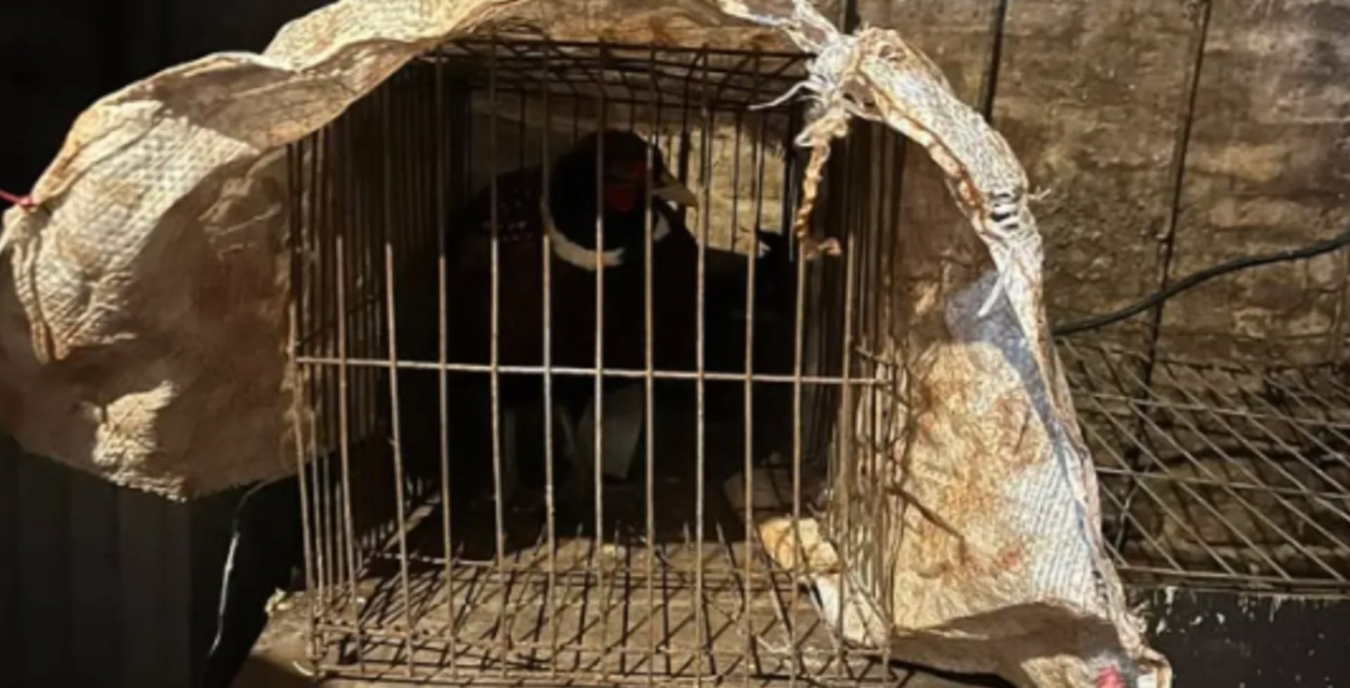 Se detuvo en el procedimiento a un hombre acusado de maltrato animal (0221)