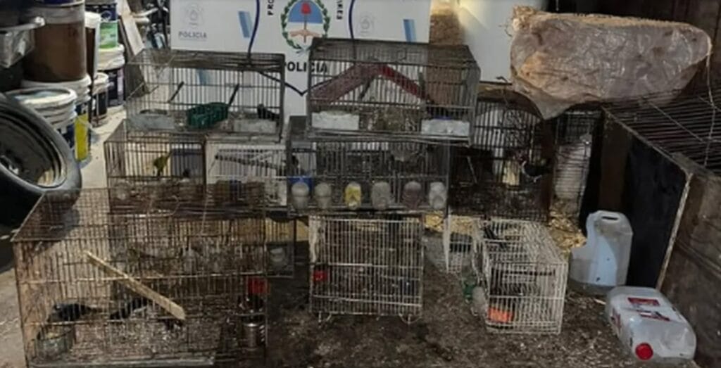 Rescataron 20 aves exóticas en un allanamiento en La Plata (0221)