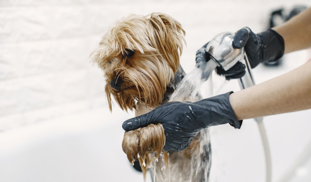 Ley Kiara y uso de collar de púas en perros