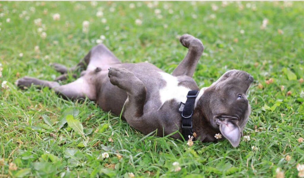 Collar para perros y ley kiara