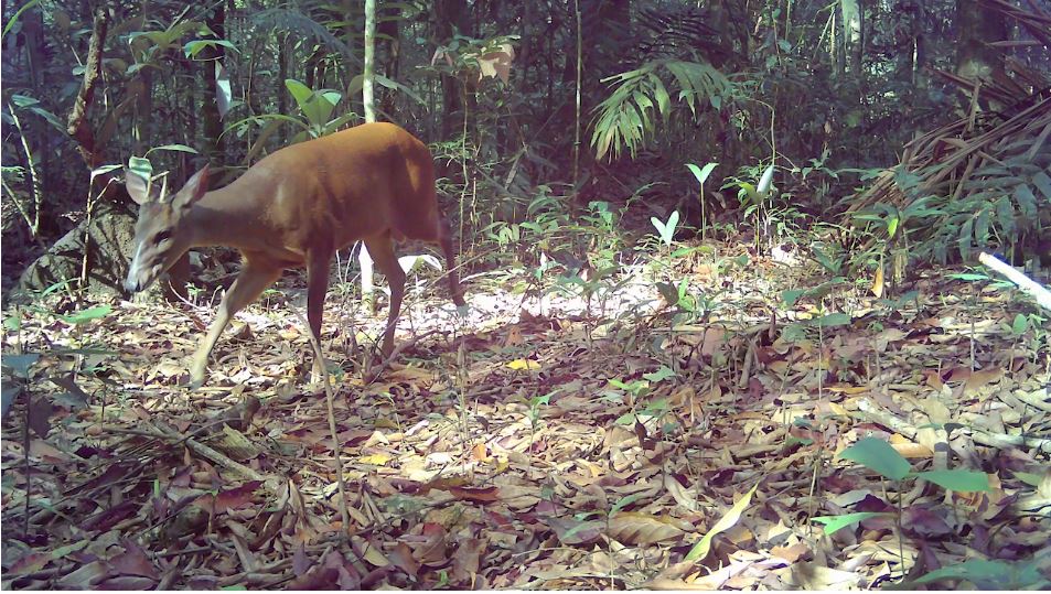Animales rescatados en el noroccidente del país.