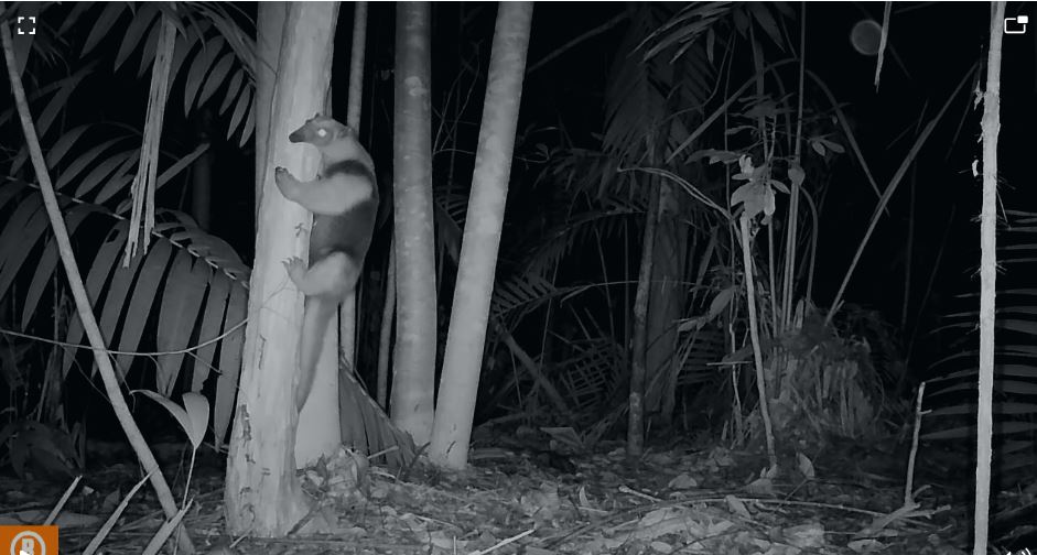 Animales rescatados en el noroccidente del país.