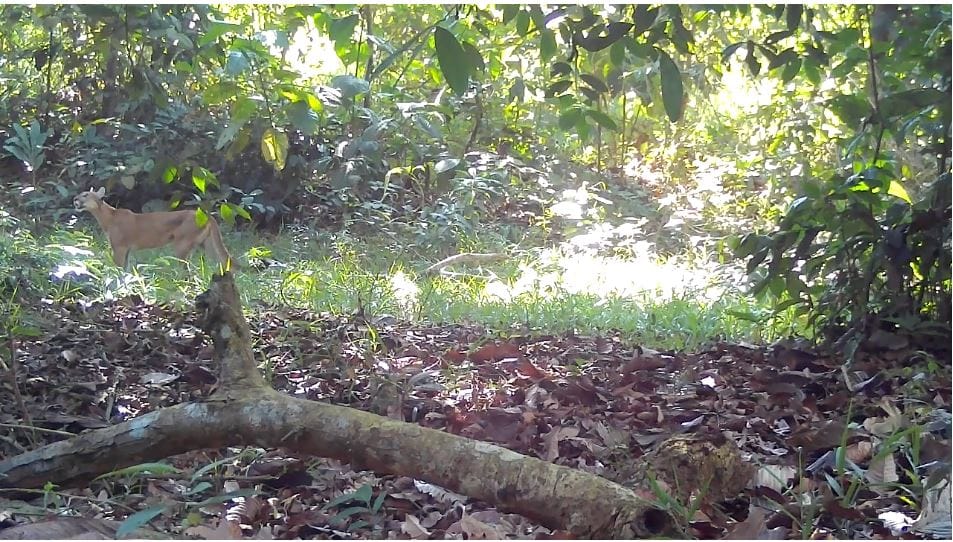Animales rescatados en el noroccidente del país.