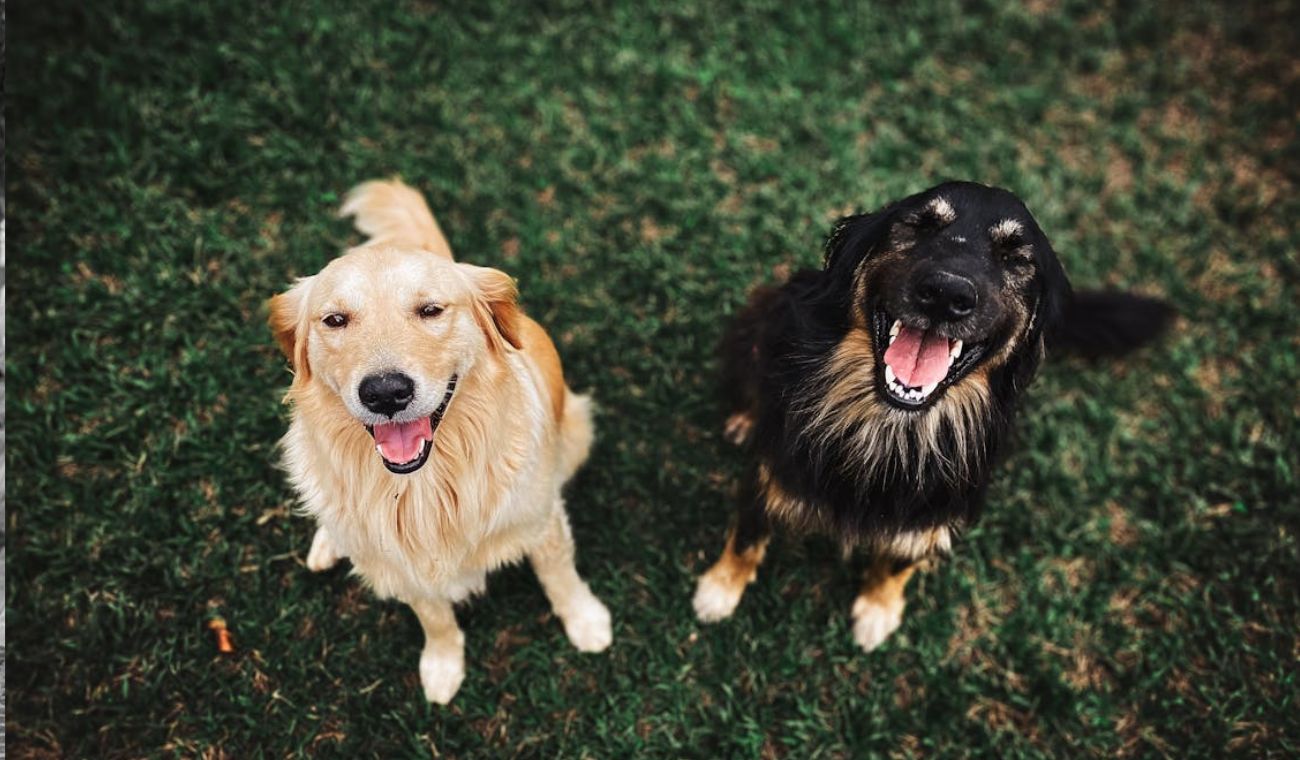 Perros potencialmente peligrosos