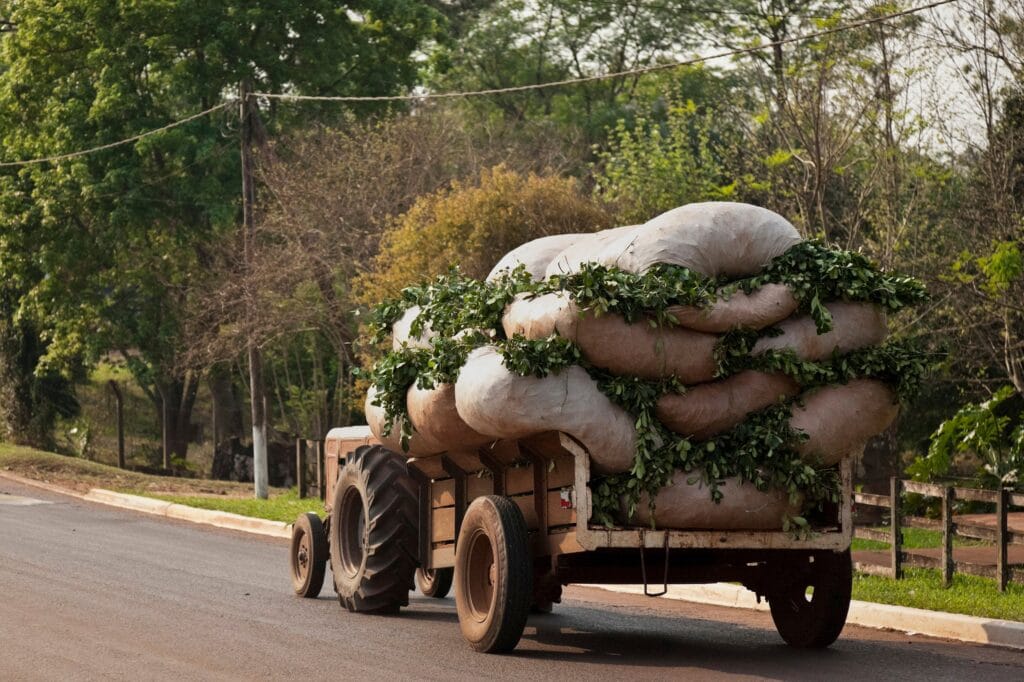 El cambio climático convierte a Uruguay en productor de mate