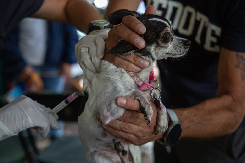 Un perro es vacunado por un médico veterinario en foto de archivo.
