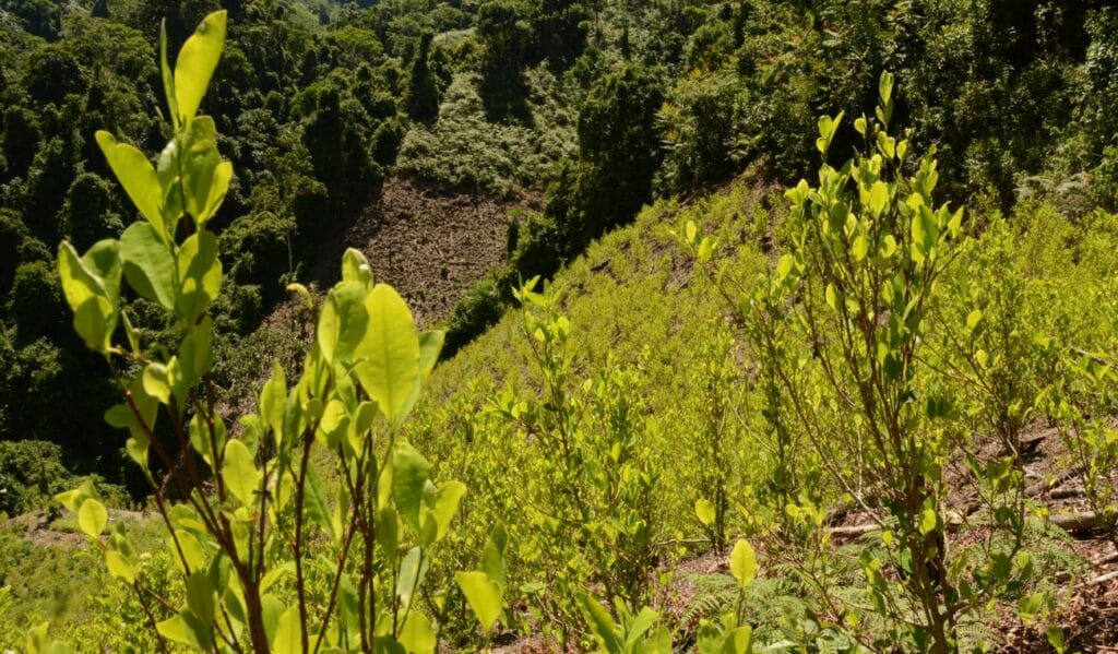 El Ministerio de Justicia de Colombia en la COP16 aborda la intersección entre biodiversidad y economías ilícitas, destacando el impacto del narcotráfico en el medioambiente colombiano