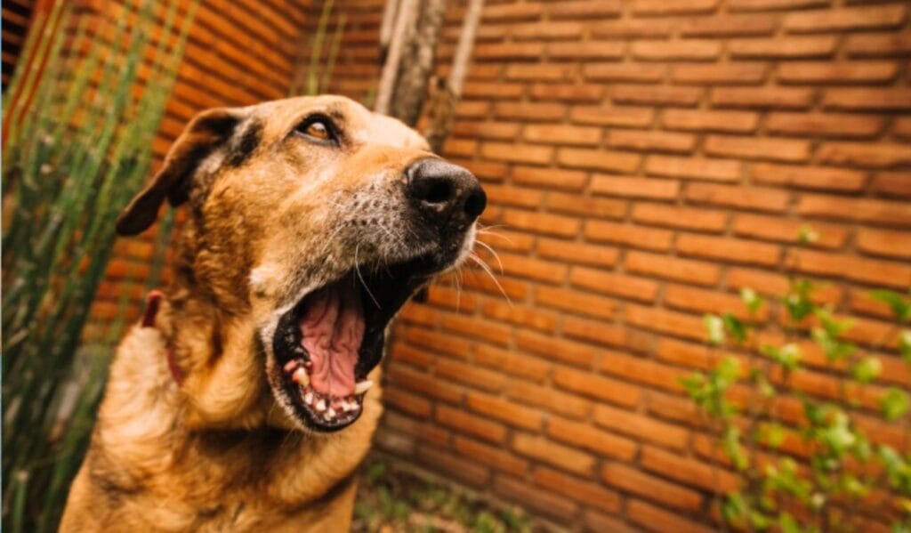 El Código Nacional de Seguridad revela las razas consideradas potencialmente peligrosas