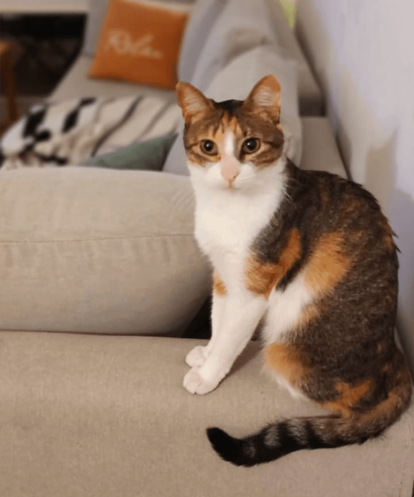 “El gato no negocia sus necesidades básicas. Entonces no sabe lidiar con el estrés”, dice la experta