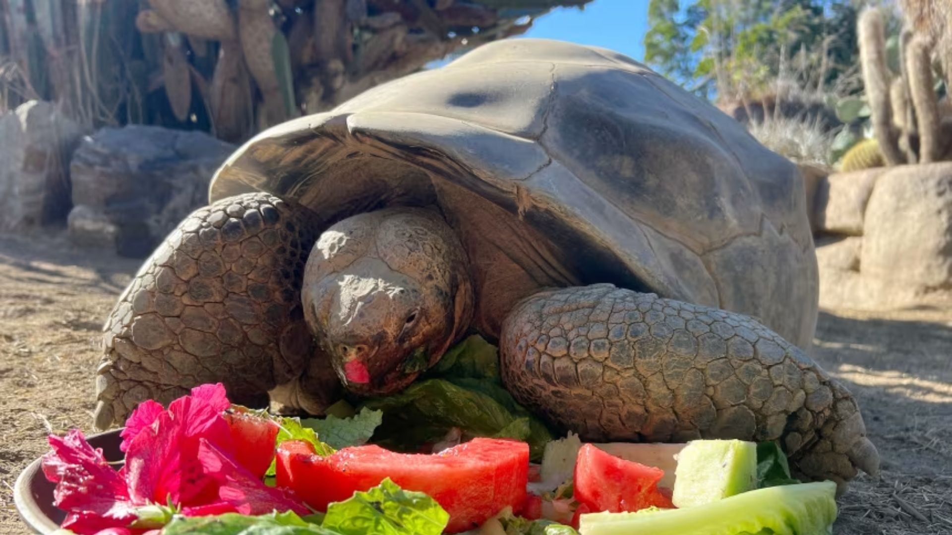 Gramma, la tortuga gigante de las Galápagos. (San Diego Zoo Wildlife Alliance/AP)